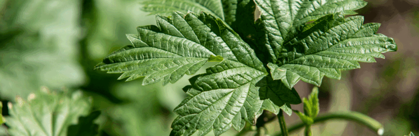 Bos brandnetels