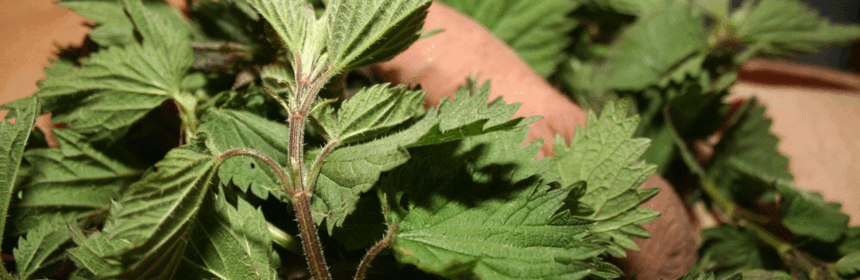 Speeltjes uit de natuur: De brandnetel