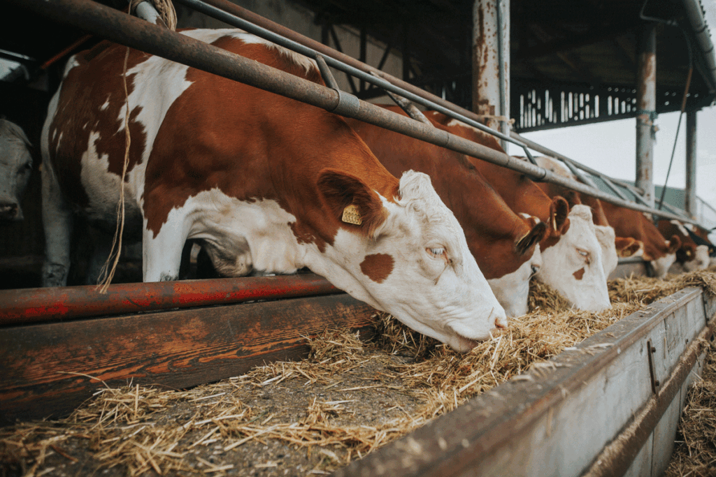 De controle van de NVWA op de boerderij