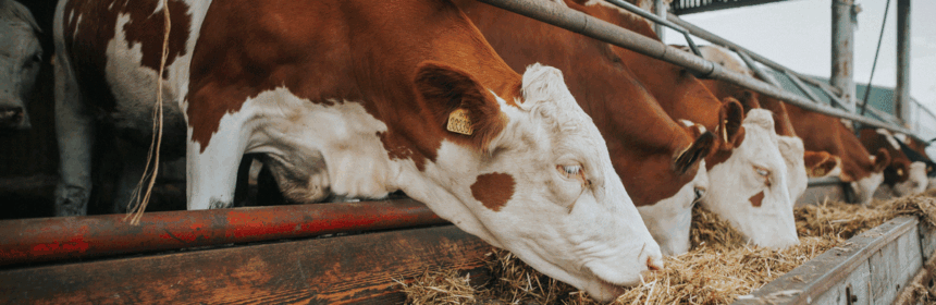 De controle van de NVWA op de boerderij